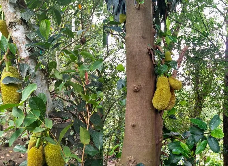 Mengenal Kayu Nangka